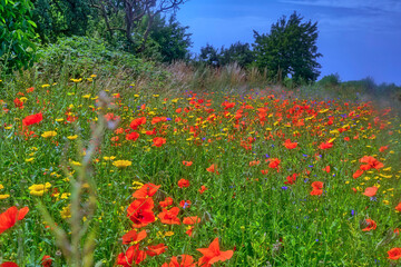 Blumenwiese in den Feldern bei Weinheim an der Bergstraße in Baden-Württemberg, Süddeutschland, Deutschland, Europa.