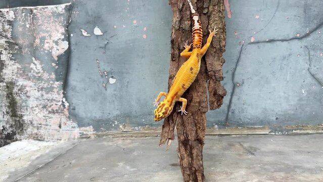 Leopard Gecko