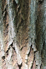 bark of a tree texture