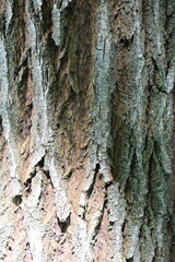 bark of a tree texture