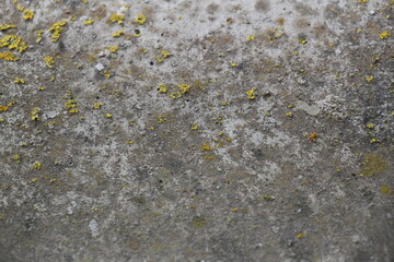 lichen on stone texture background