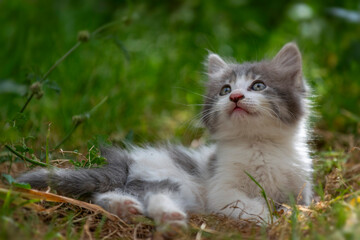 Chaton couché dans l'herbe