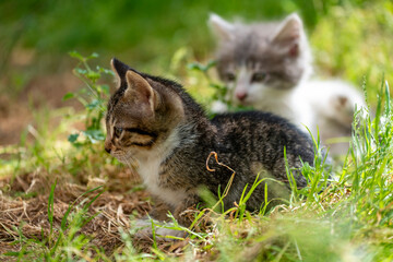 Chatons dans un jardin