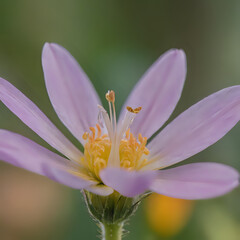 Fototapeta premium a close up of a purple flower with a yellow center