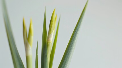 Fototapeta premium Close-up of the top of a lemongrass stalk, emphasizing the delicate tips against a stark white backdrop for a minimalistic look
