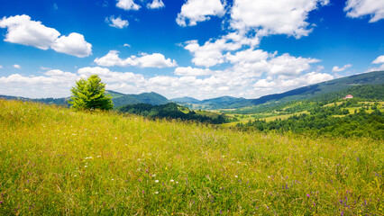grassy alpine meadow on the hill of ukrainian highlands. sustainable life in transcarpathia region....