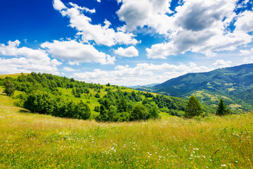 carpathian countryside with grassy meadows. beautiful rolling landscape with forested hills in...