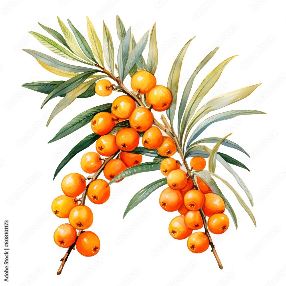 Wall mural Sea Buckthorn