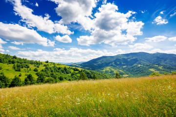 green grassy alpine meadows on the hills located in ukrainian carpathians. gorgeous rural area of...