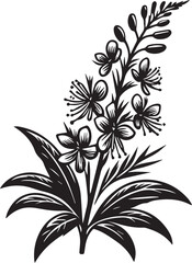 Fireweed wild flower vector silhouette Illustration. Willow herb. Fireweed. Hand drawn  botanical illustration on white. Vector graphic flower, silhouette design. Perfect for packaging 
