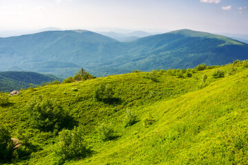 alpine grassy hills. carpathian landscape of ukraine on a sunny summer evening. mountainous scenery...
