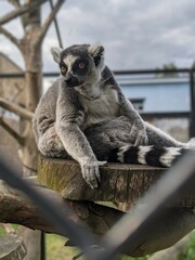 lemur on tree