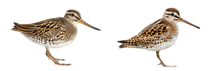 Set of Snipe, isolated on transparent background