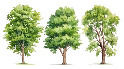 Tree set in sketch style watercolor, isolated on transparent background