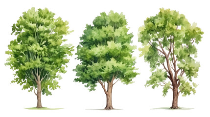 Fototapeta premium Tree set in sketch style watercolor, isolated on transparent background