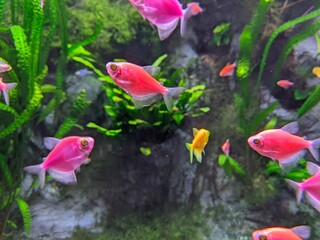 fish in aquarium