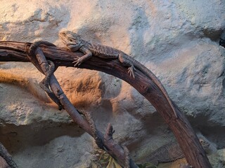 iguana in zoo