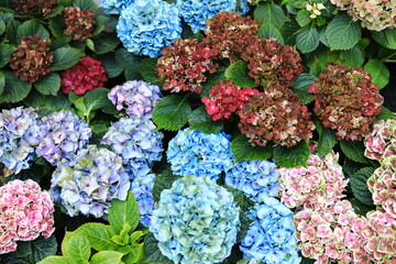 Hydrangea Macrophylla is a species of flowering plant in the family Hydrangeaceae.
Flora Exhibition...