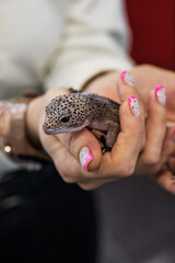 Leopard gecko on the hands of a woman