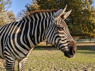 zebra in the zoo © Misha