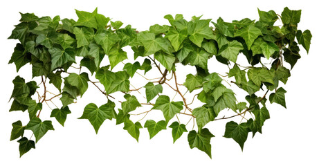 PNG Bush grape plant ivy nature.