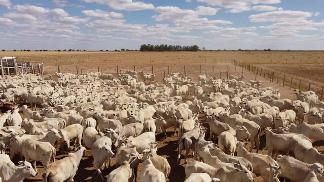 Cattle herd in confinement in Brazil