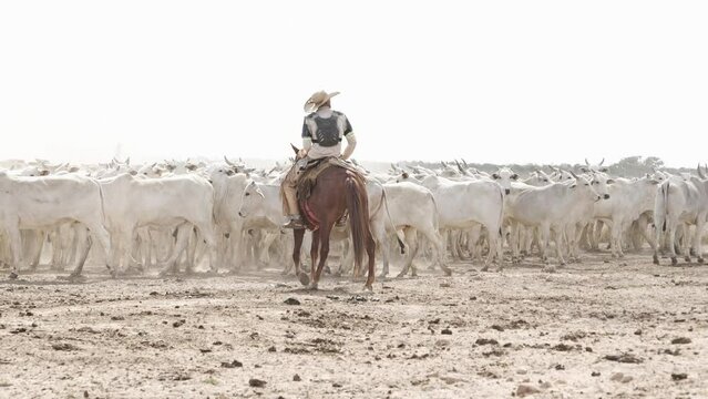 Cowboy watching cattle herd in confinement in Brazil