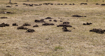 Moles plowed piles of land outside in the spring.