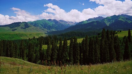 landscape with trees