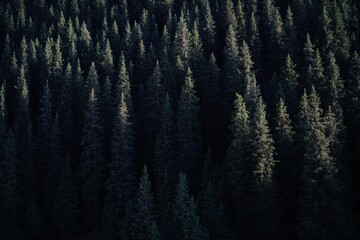 dark forest in the fog