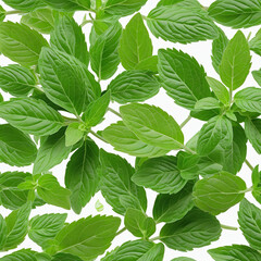Fresh green mint leaves on a white background