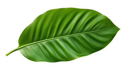Fototapeta premium PNG Tropical leaves nature plant green.
