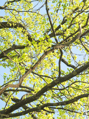 Vertical view from beneath of the branches of an old huge oak tree with new leaves in early May. Ukrainian springtime.