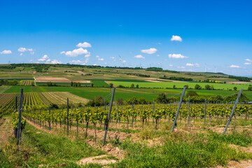 Vineyards in Rheinhessen on a sunny spring day