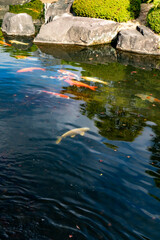 池に映る紅葉と錦鯉