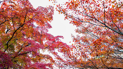 秋の彩り豊かな紅葉と青空