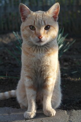 White cat in nature