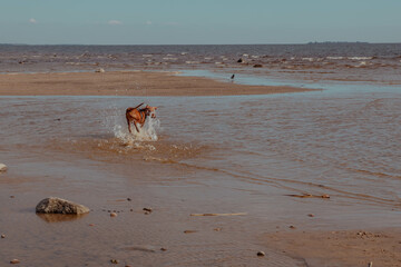 Red dog runs on water on the beach and playes with ball