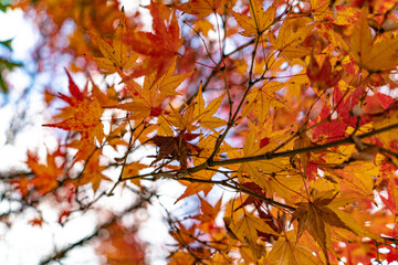 日本庭園の秋景色と城