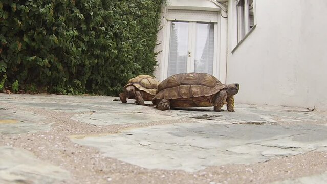 Tortugas dom&eacute;sticas