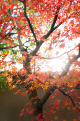 照りつける太陽の下でのカエデ