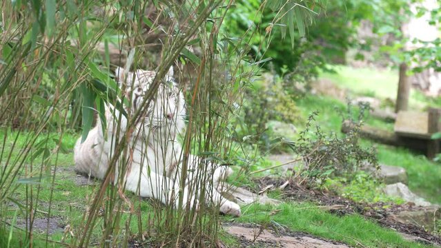 Tigre blanc allong&eacute; derri&egrave;re des bambous. White tiger lying behind bamboo.
