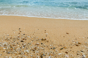 Lots of seashells, hermit crabs, cowrie and peace of corals on the beach by the sea. Wild nature beach in Sri Lanka.