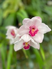 Orchids with lush green foliage in Panama