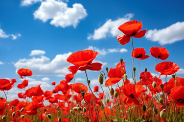 Obraz premium Red poppies in a field on a background of blue sky, selective focus