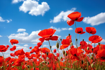 Red poppies in a field on a background of blue sky, selective focus