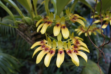 Bulbophyllum graveolens is a species of orchid in the genus Bulbophyllum. Botanical Garden Munich,...