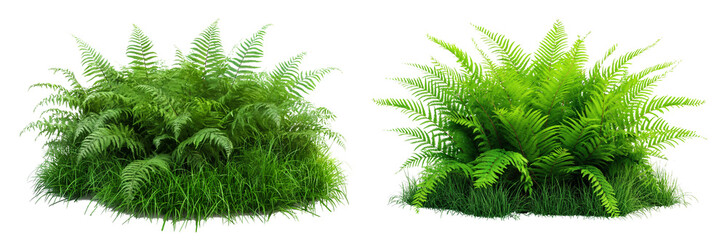 Realistic green bush with ferns isolated on transparent or white background