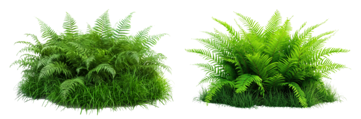 Realistic green bush with ferns isolated on transparent or white background