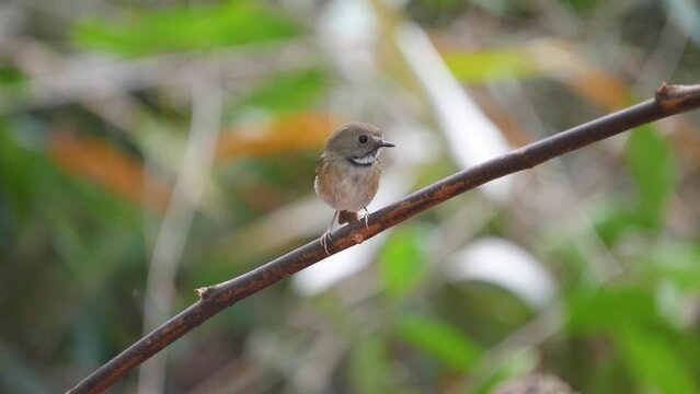 White-gorgeted flycatcher bird watching in the forest.